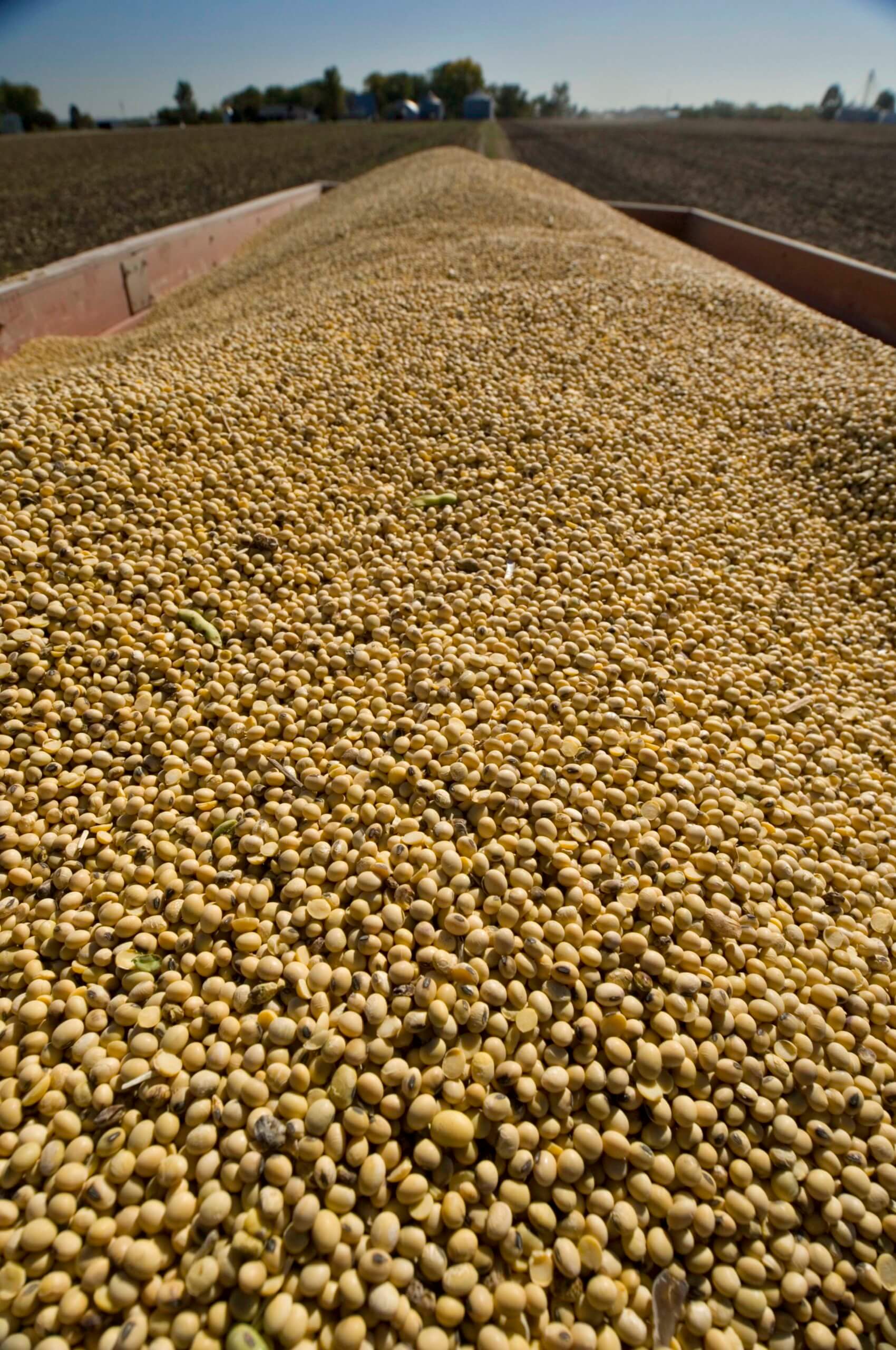 KF Energy Edge 2141 Soybean