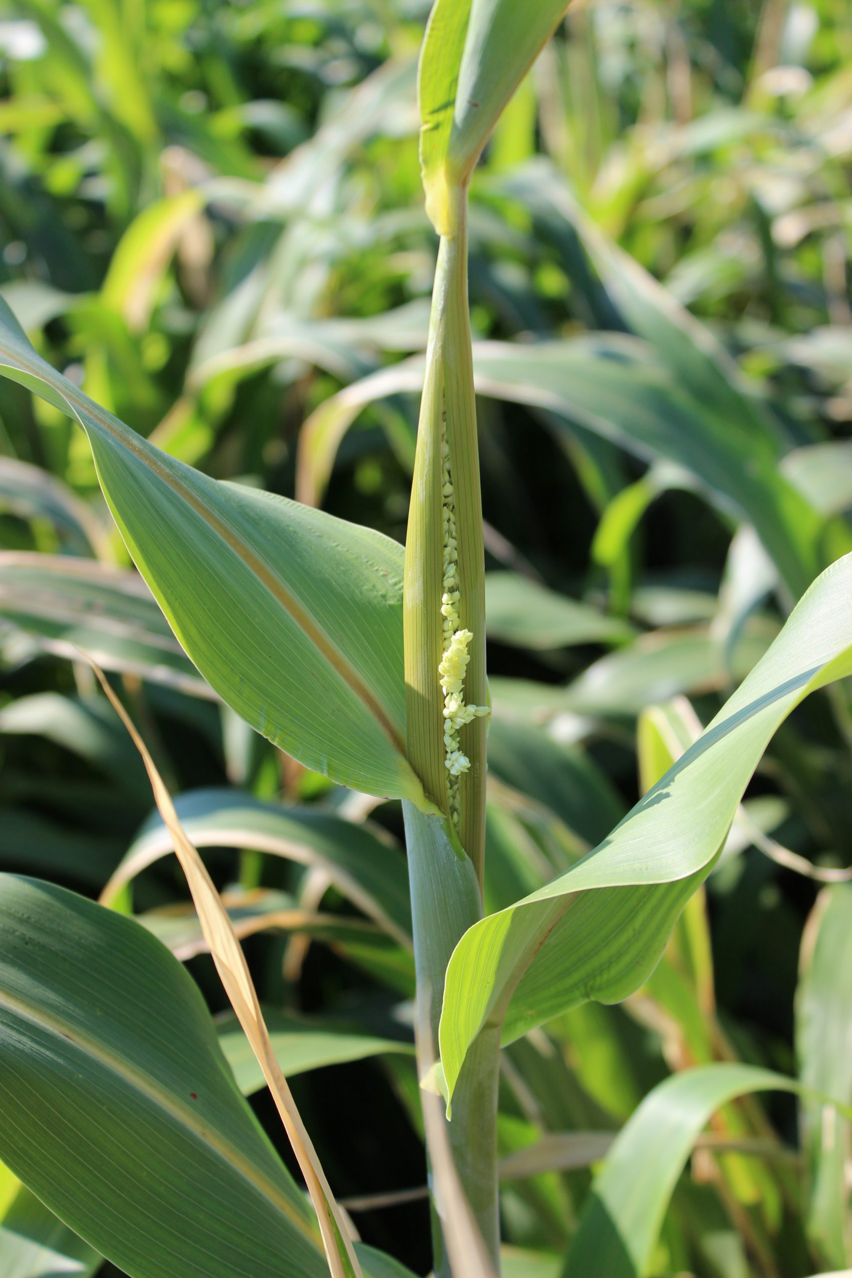KF FiberPro 72 BMR Forage Sorghum