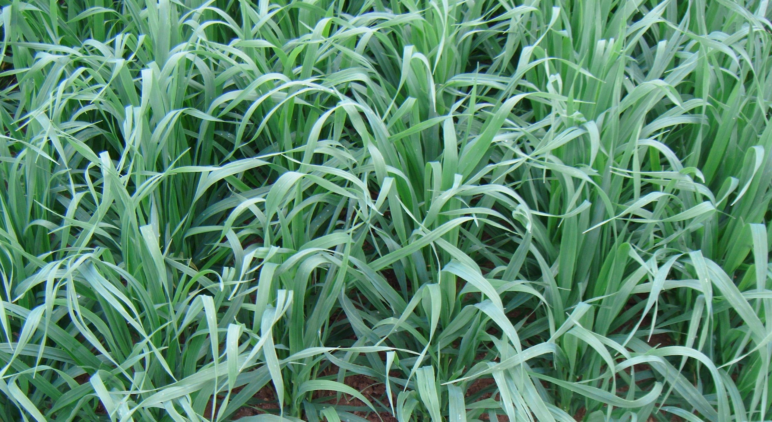 Everleaf 126 Oats