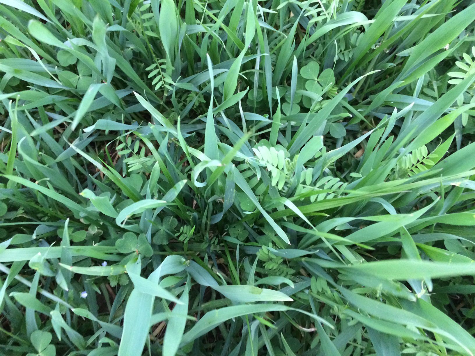 King's Soil Builder Plus