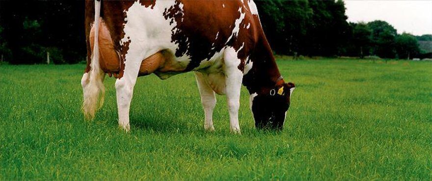 HDR Meadow Fescue Blend