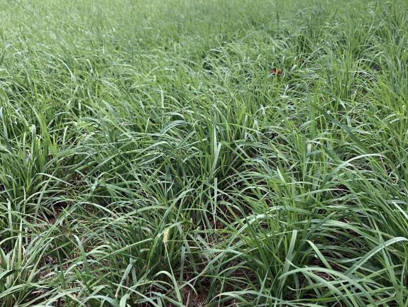 Inavale Orchardgrass