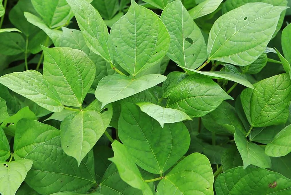 Cow Peas - 'Iron Clay'