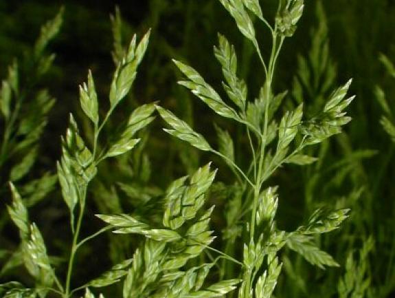 Balin Kentucky Bluegrass