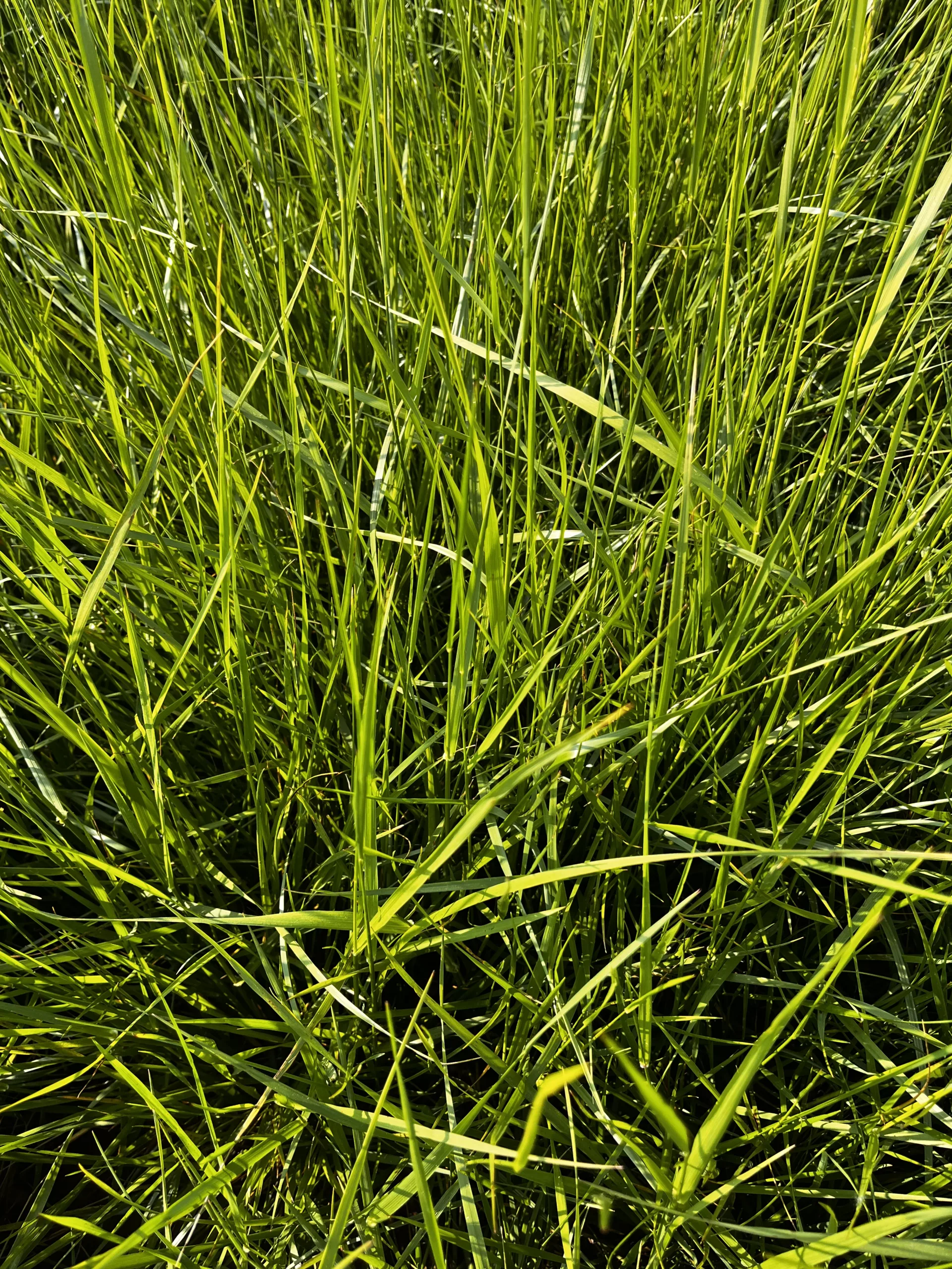 STF-43 (Soft-leaf Tall Fescue)