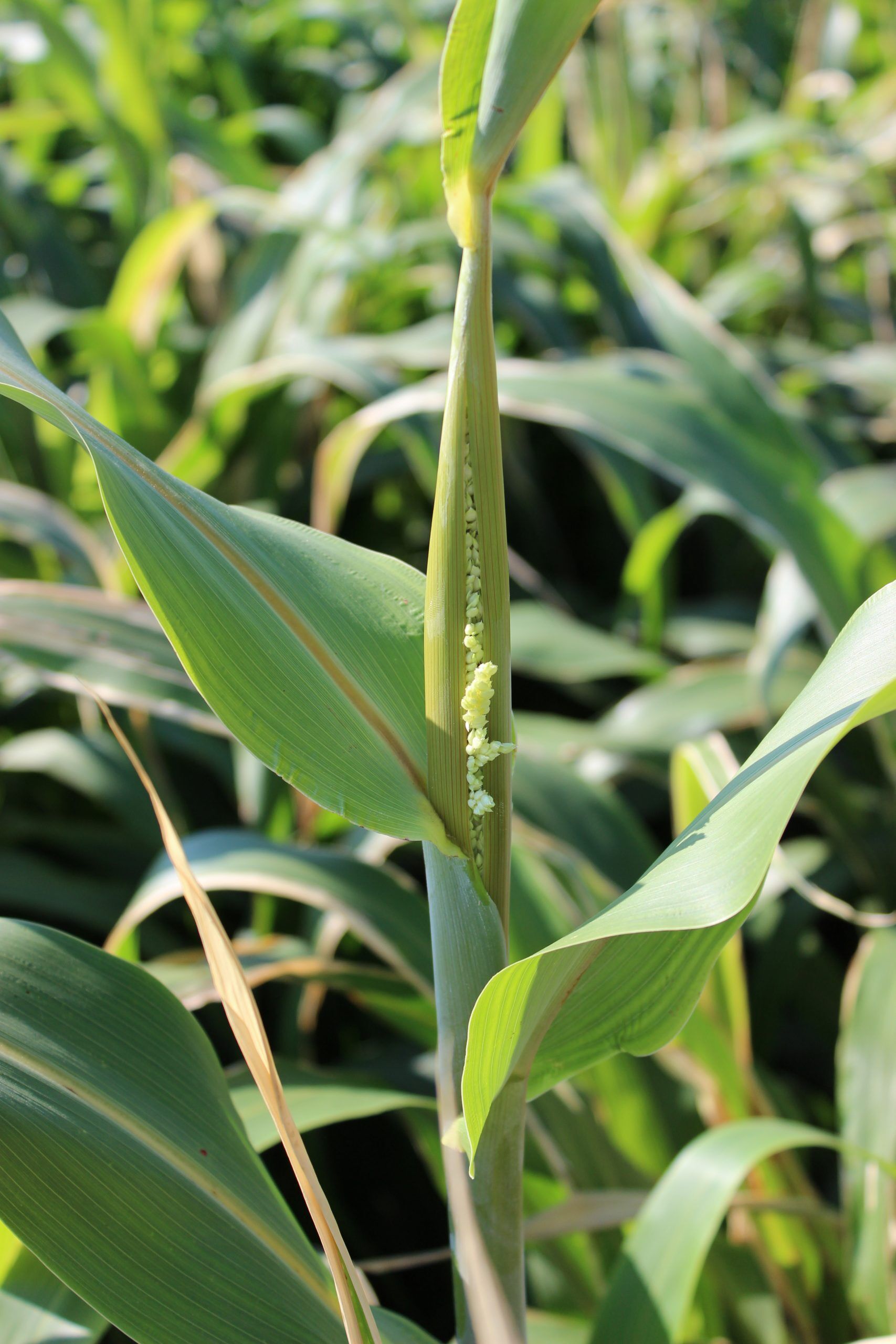KF FiberPro 72 BMR Forage Sorghum