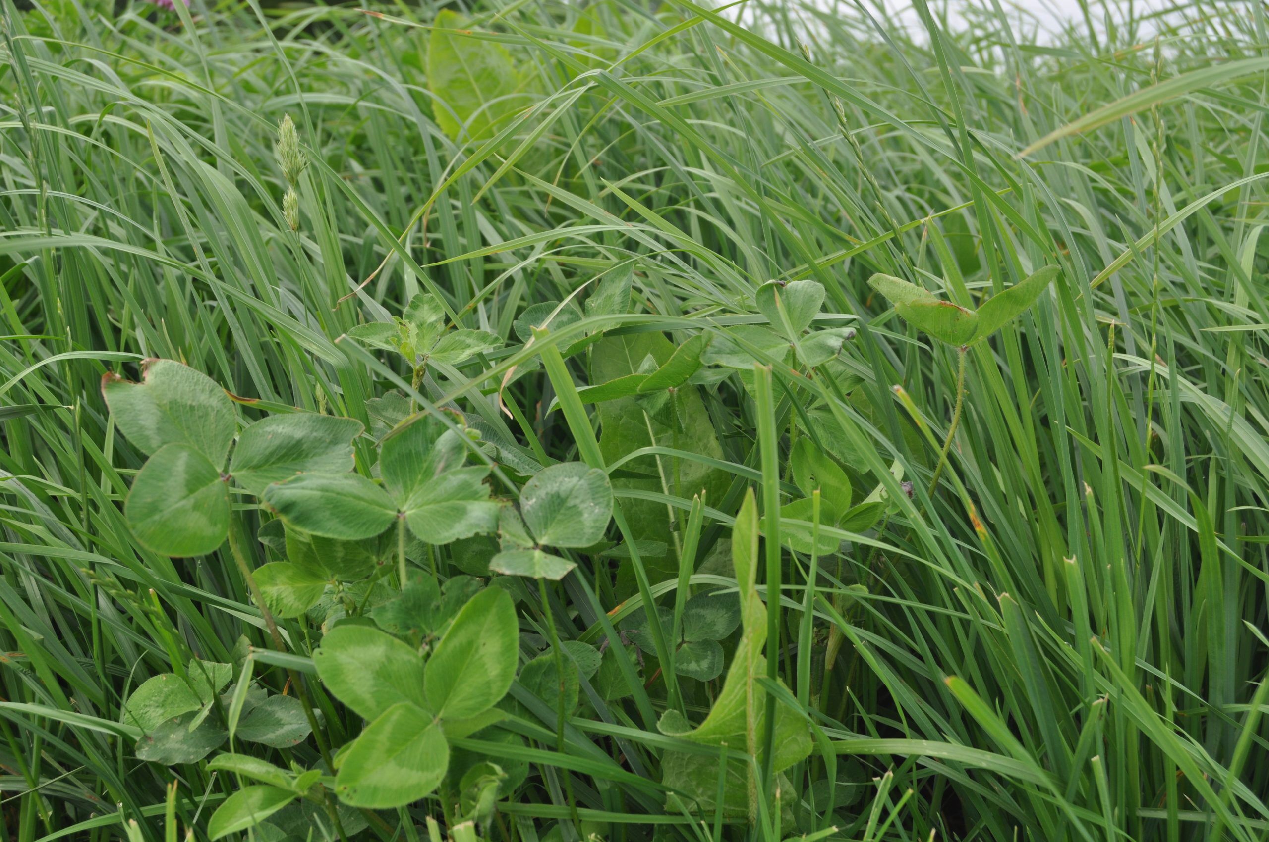 King's Southern Grazing Mix