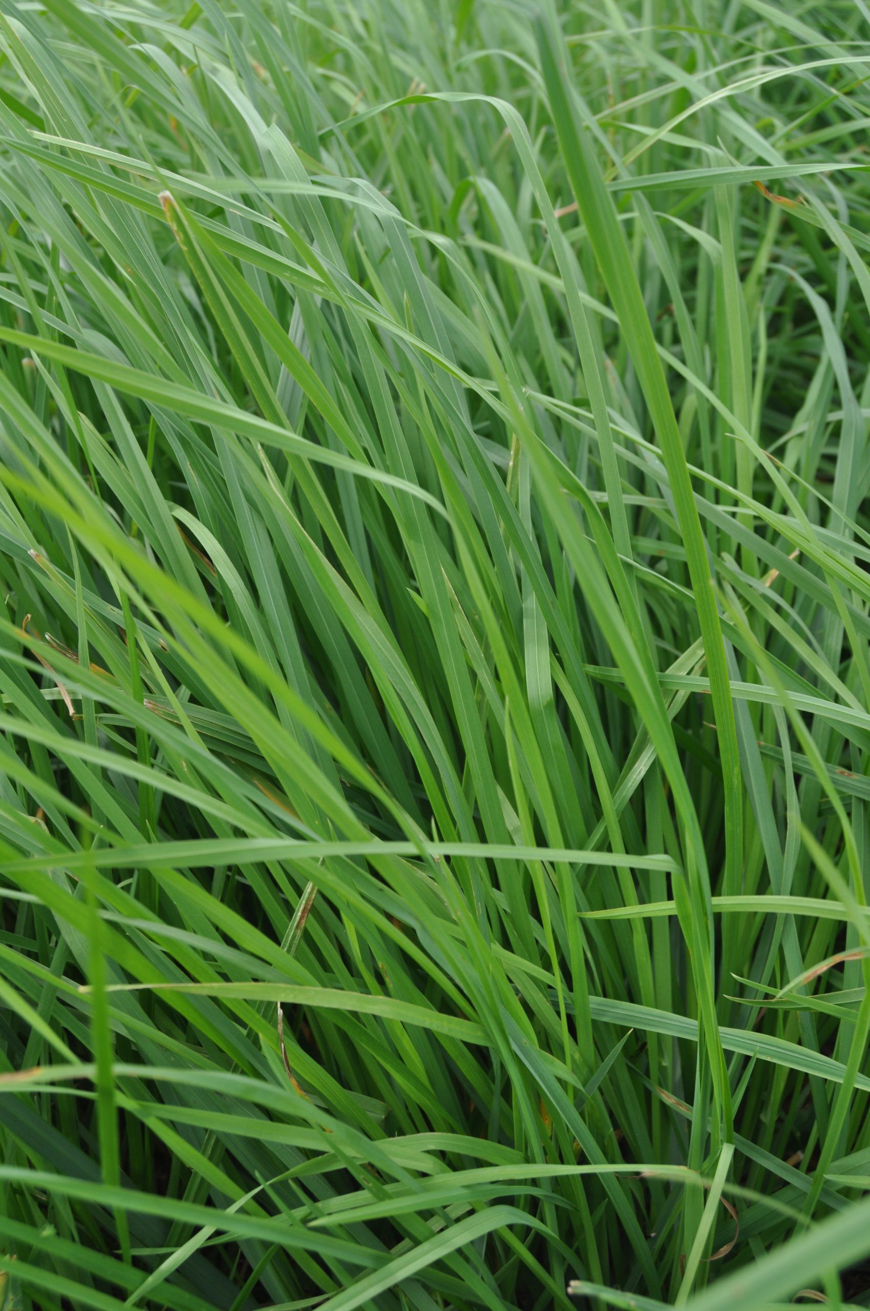 GrassPro
