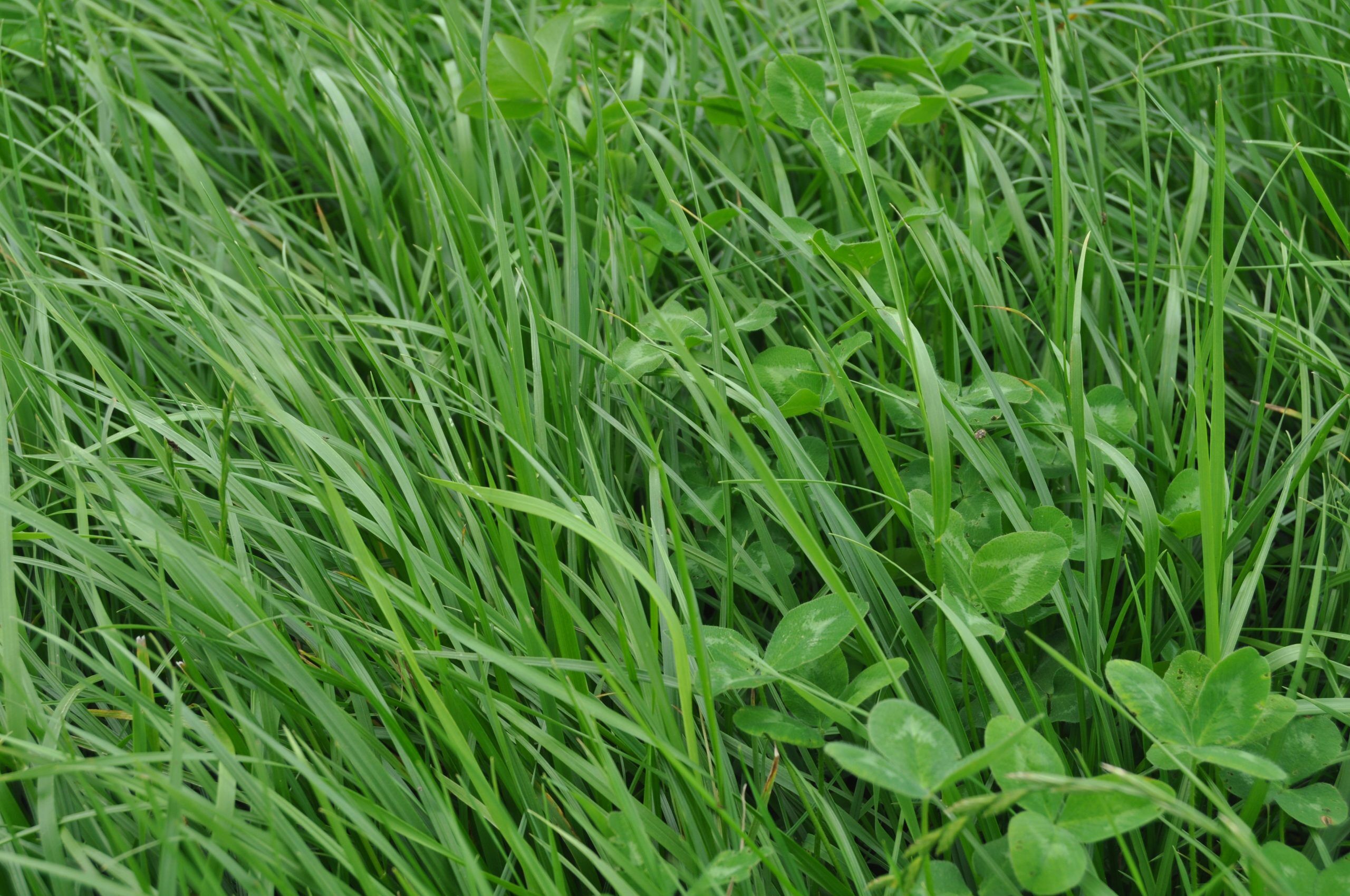 Organic Dairy Green