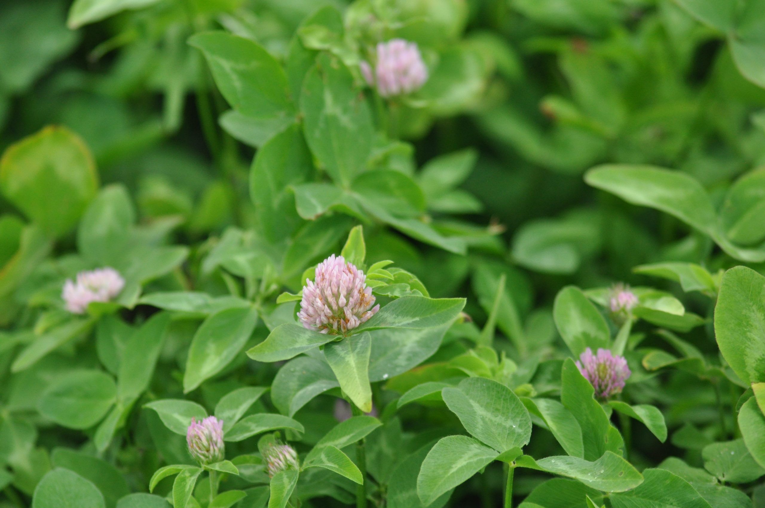 Clover - Common Medium Red
