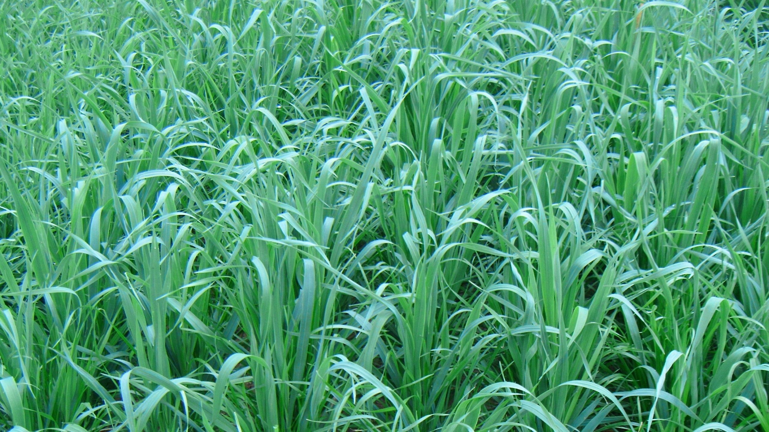 Oats Plus