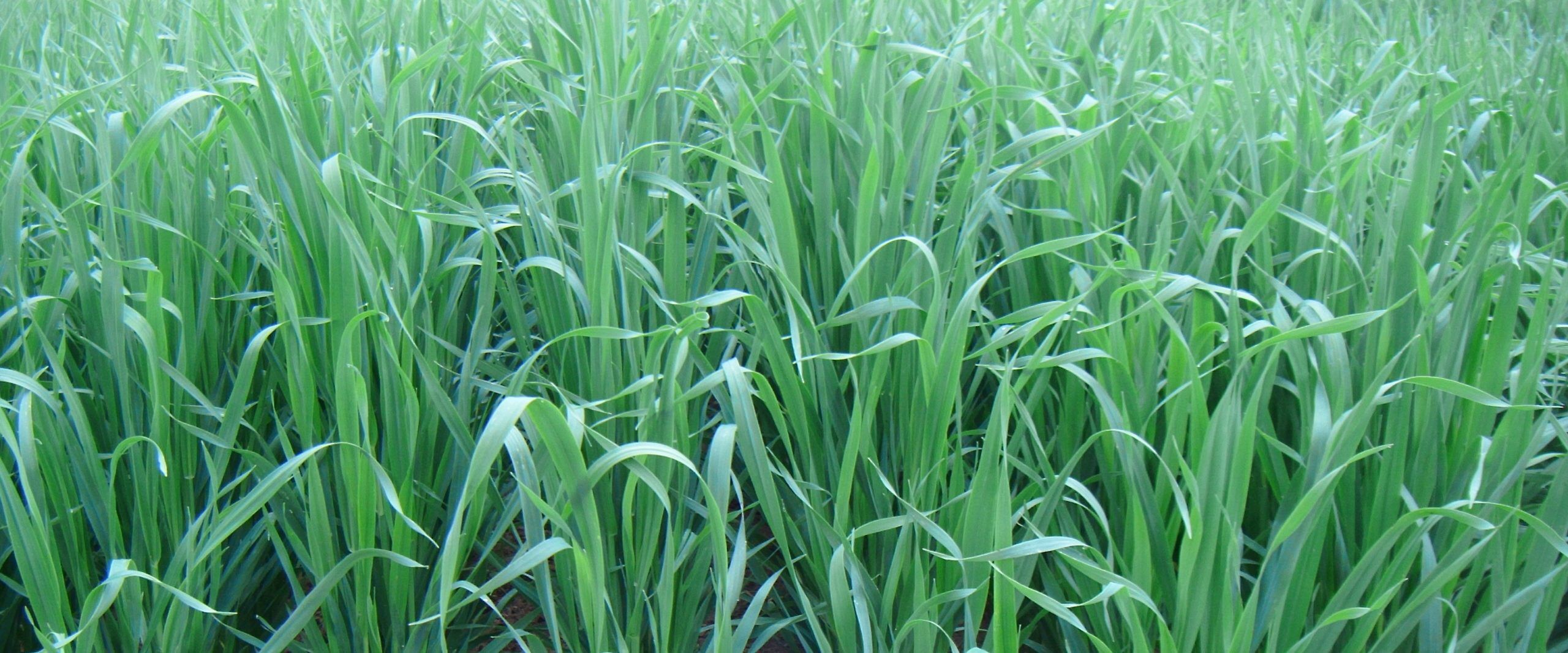 Reeves Oats