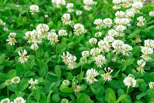 Clover - Dutch White