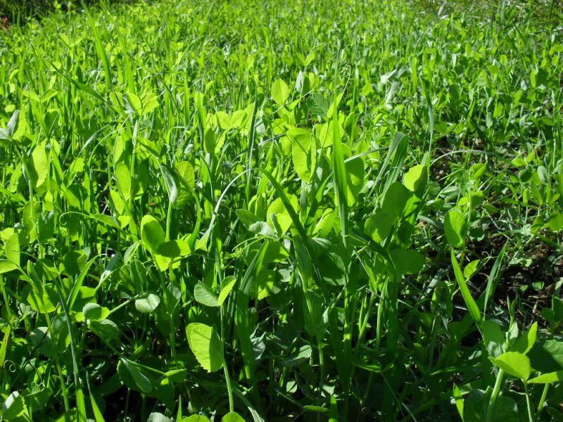 4010 Peas