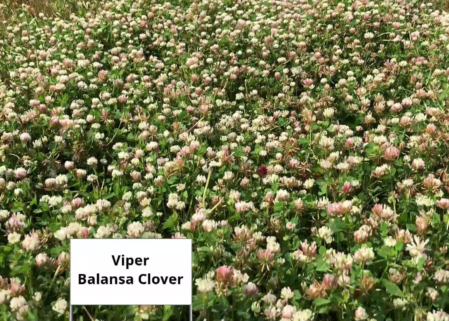 Clover - Viper Balansa