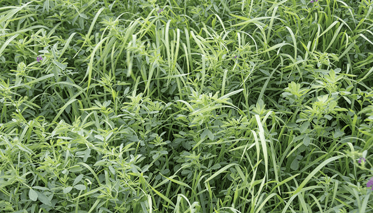E-Z Dry Hay Mix