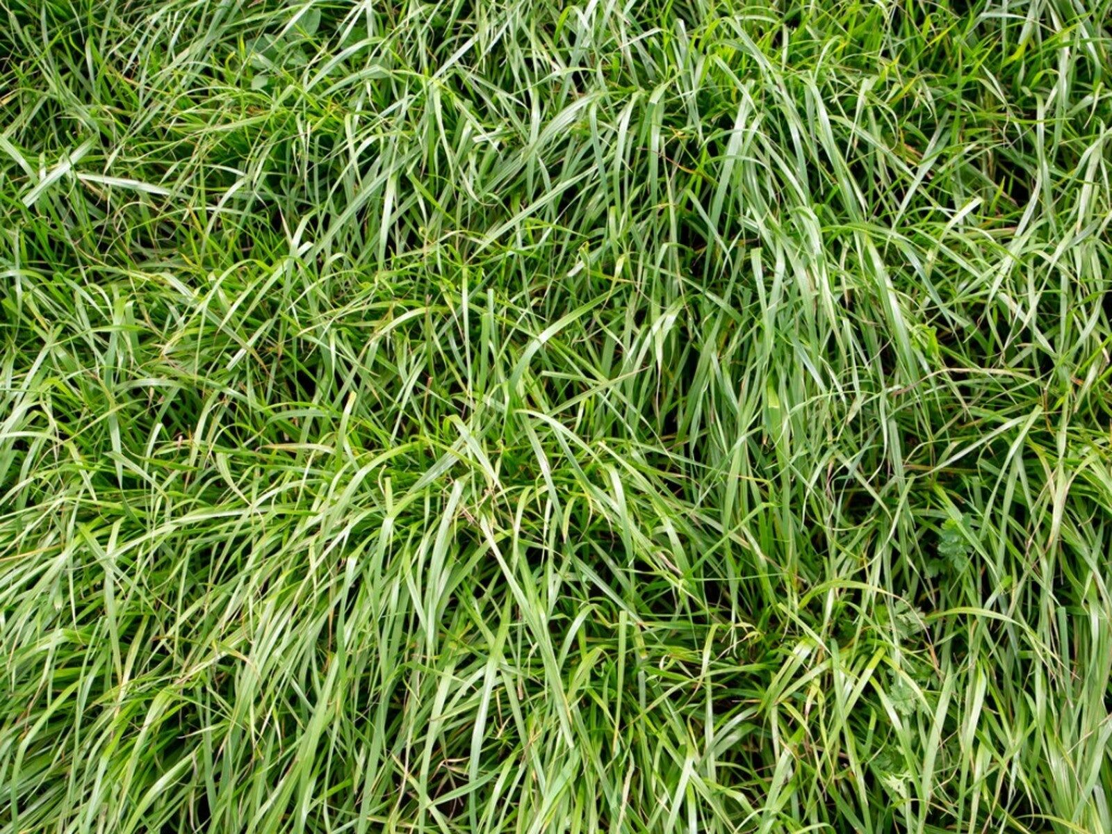 KingFisher Flex Annual Ryegrass