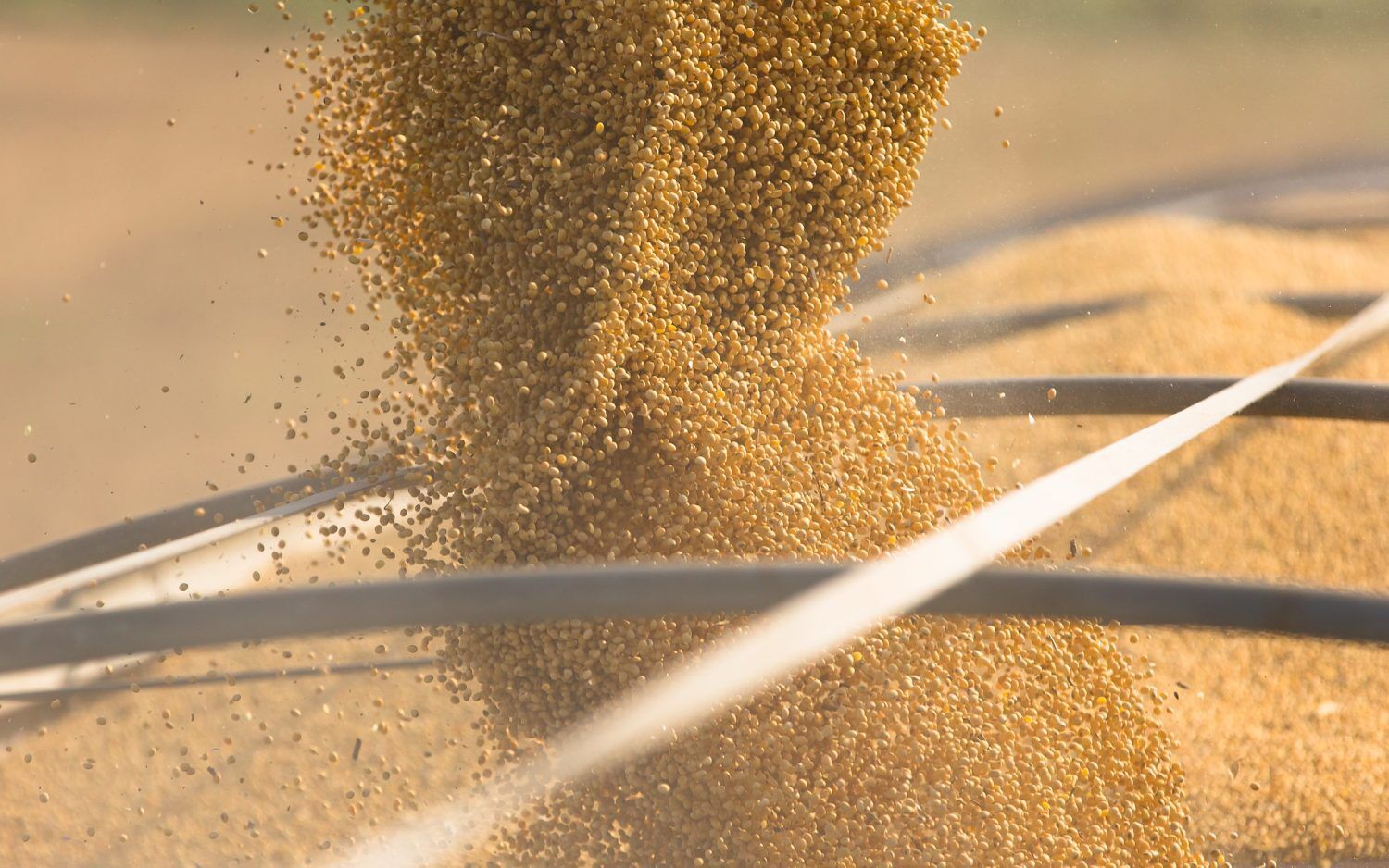 KF Energy Edge 2743 Soybean