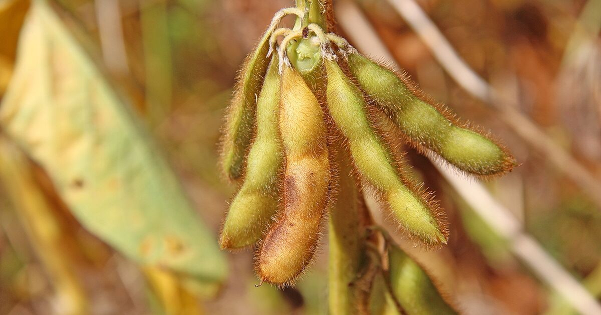 KF Energy Edge 1431 Soybean