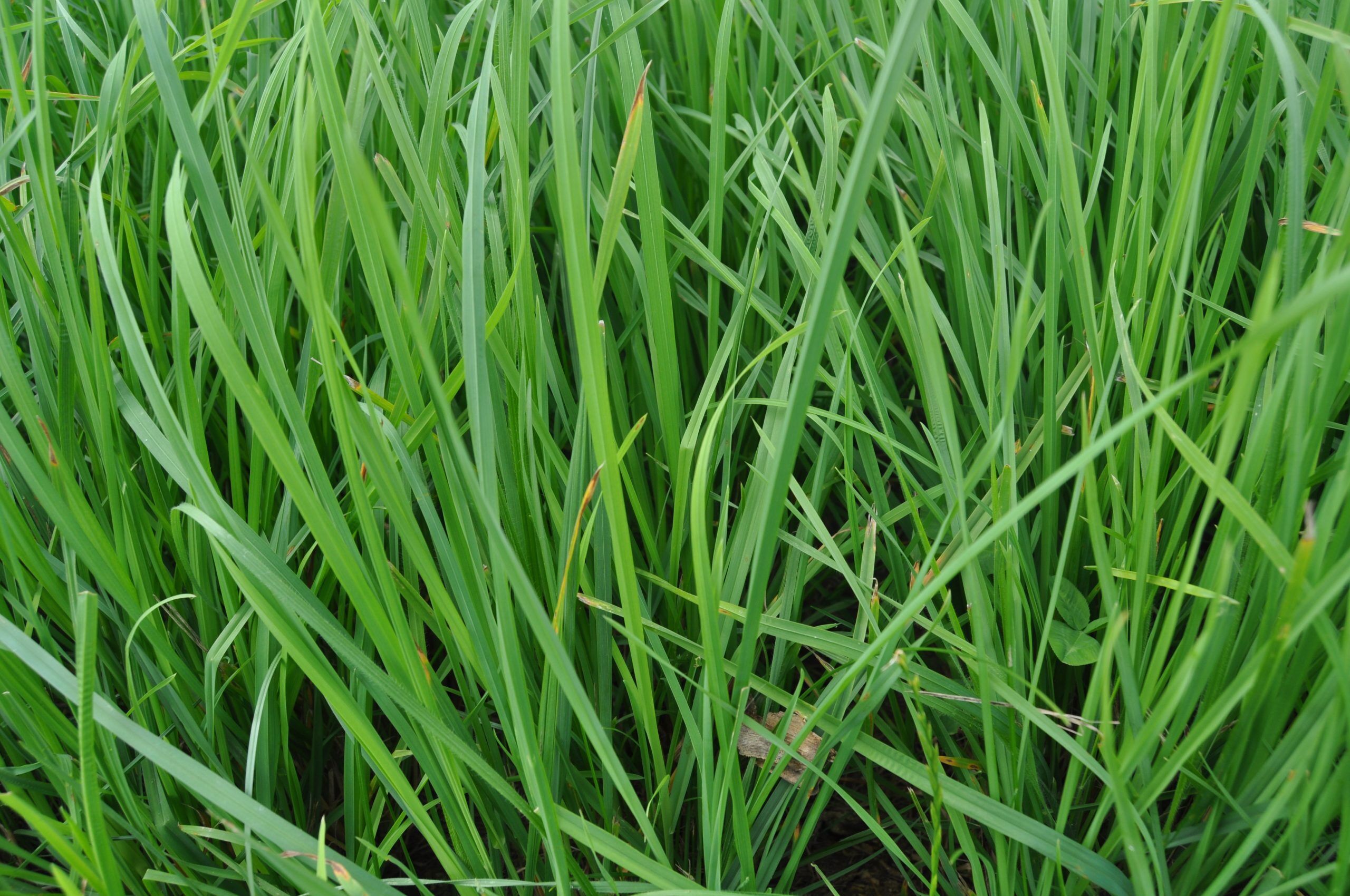 King's Horse Supreme