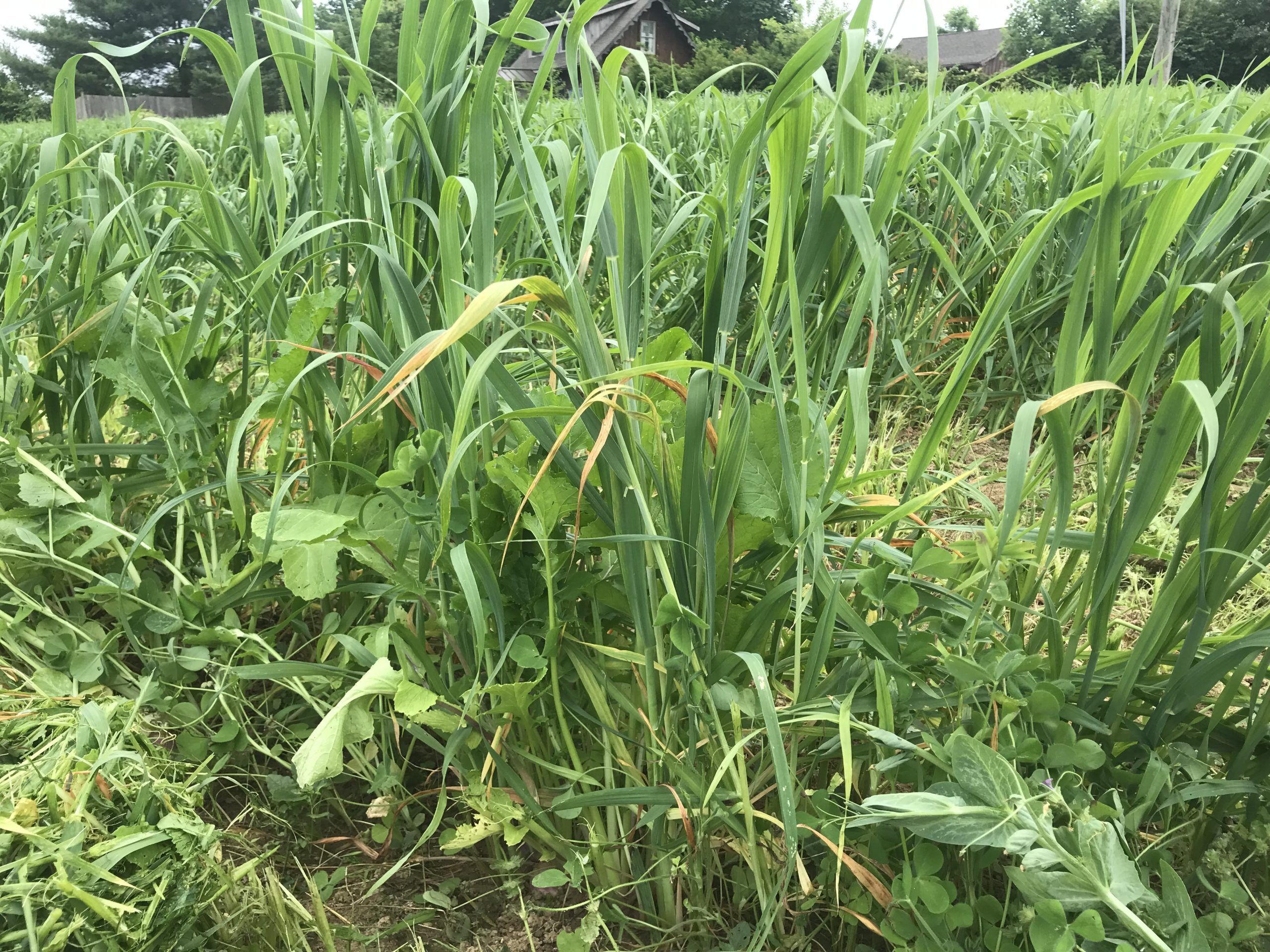 Ray's Crazy Spring Mix