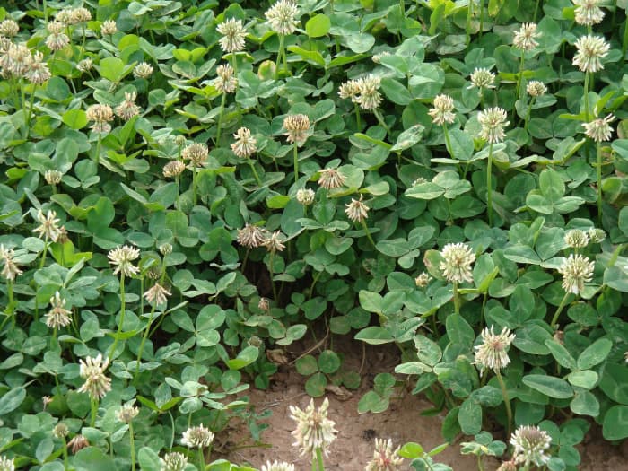 Renovation White Clover