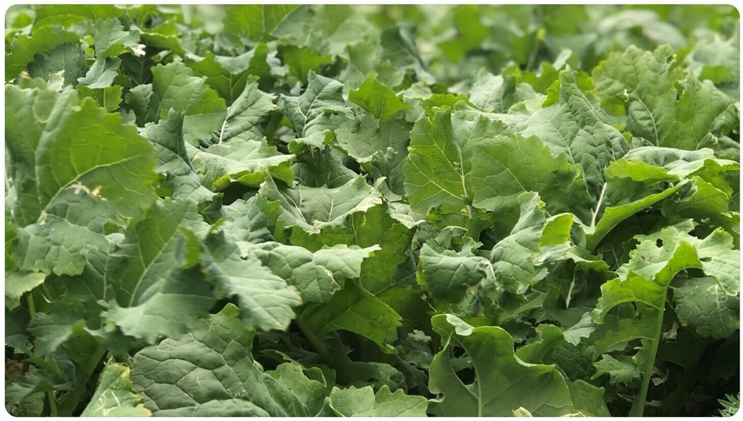 Titan Forage Rapeseed