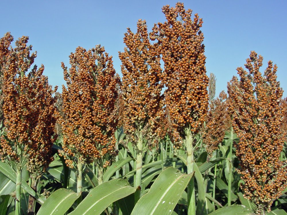 RE-65 Grain Sorghum