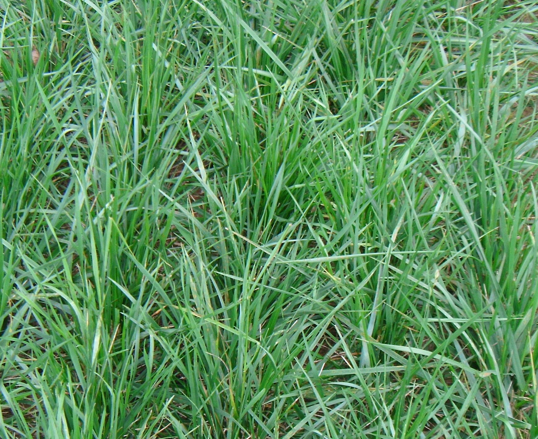 Clean & Green