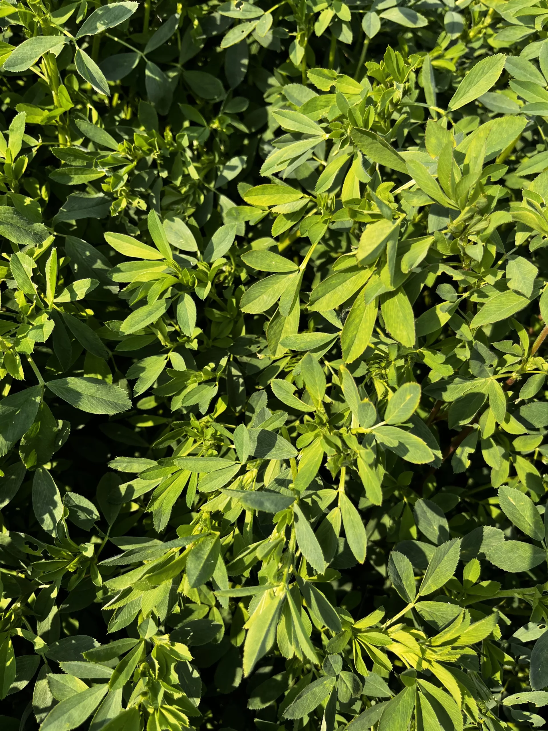 KingFisher Expander 470HD Alfalfa