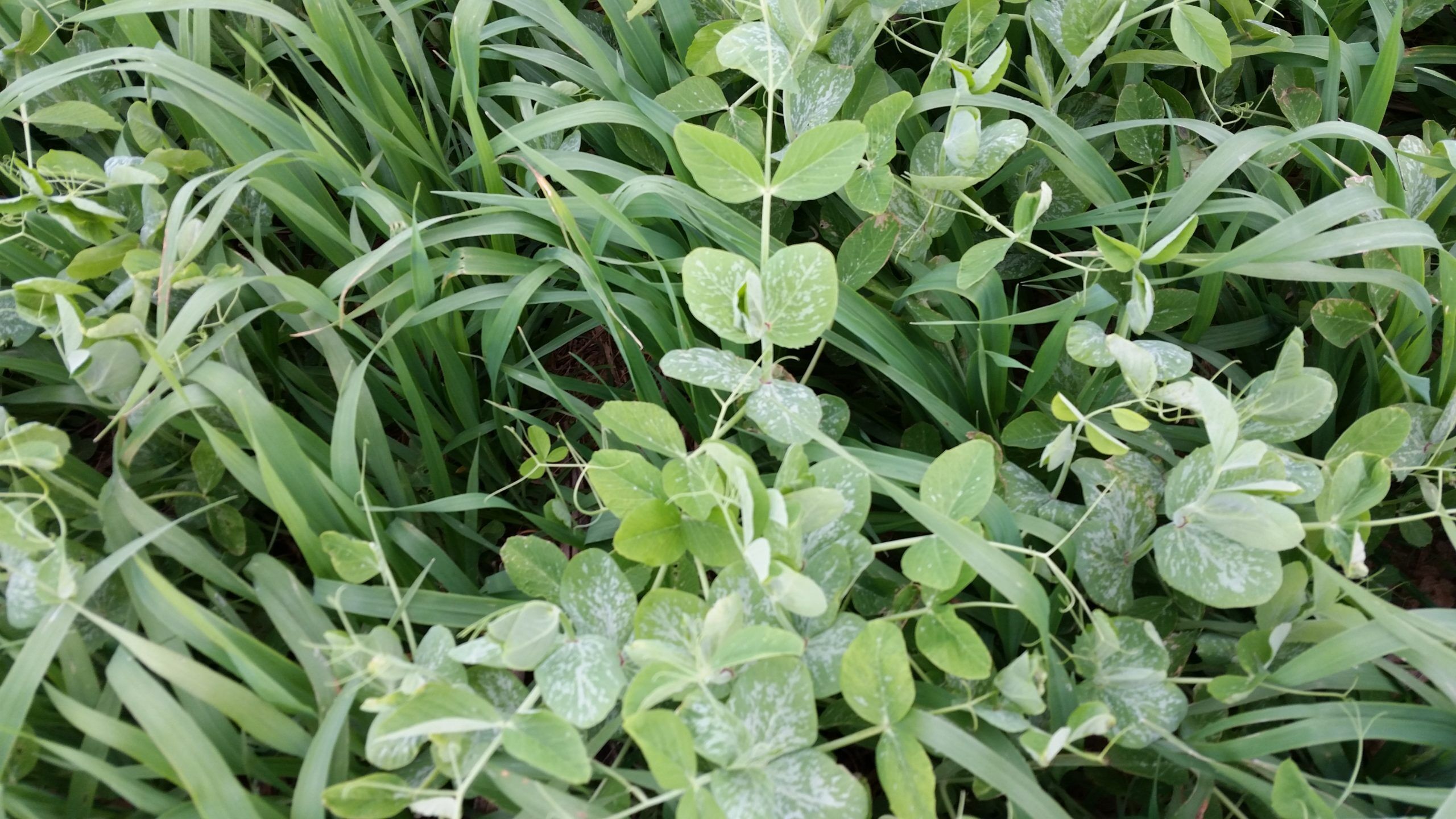 Pea Oat Mix